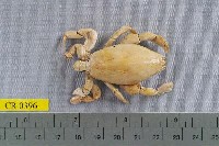 藏品(三齒琵琶蟹)的圖片